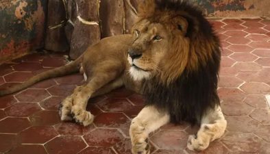 سعودی عرب میں پالتو شیر نے مالک کو ہلاک کردیا