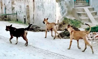 ظفروال میں کتوں کے کاٹنے سے بچوں اور خواتین سمیت 9 افراد زخمی