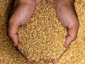 گندم کی فی من قیمت میں 400 روپے اضافے کا امکان، وفاقی وزرا کا اختلاف