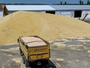 آٹا مہنگا ہونے پر سندھ حکومت متحرک، گندم کی نقل و حمل پر بین الصوبائی پابندی