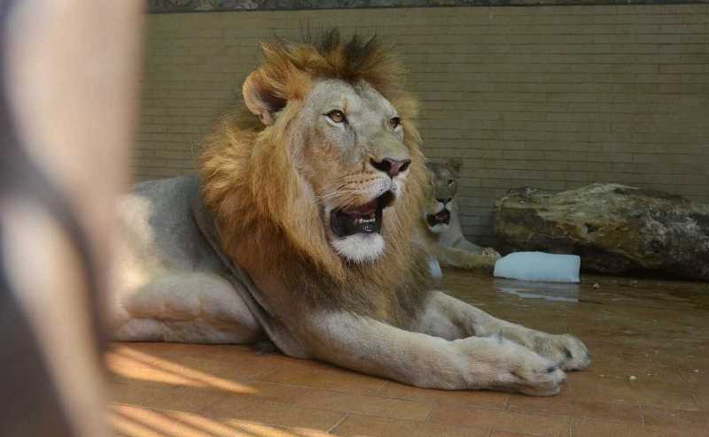 lahore-zoo-lion.jpg