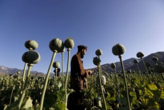 طالبان کیجانب سے افیون کے خلاف کارروائیاں تیز، قیمتوں میں تین گنا اضافہ
