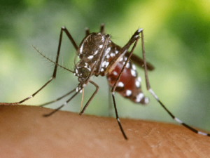 ڈینگی وائرس والے مچھر بار بار کاٹنے کے بھی ماہر ہوتے ہیں