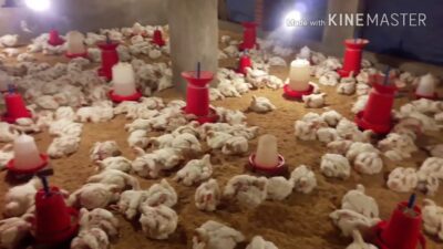 پہلے سے زبح مرغی کی فروخت پرعوام کااظہارتشویش
