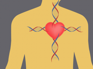 جینیاتی امراضِ قلب کے علاج کےلیے انقلابی انجکشن پر تحقیق شروع